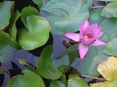 Water lily and lily pads.