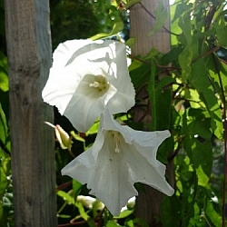 Two white flowers growing between wooden railings.