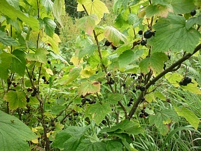 Branch full of black currants.