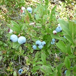 Wild Blueberry Bush