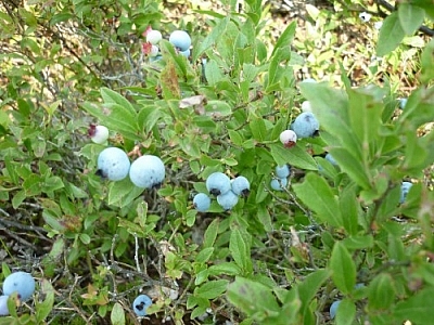 Wild Blueberry Bush