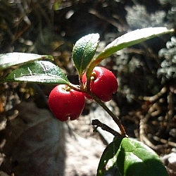 Two large red wintergreen berries hang from a leafy stem.
