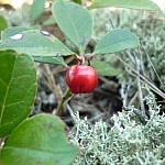 Red wintergreen berry nestled against leaves and moss of varying shades of green.