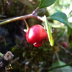 Close-up of a single wintergreen berry hanging from a twig.