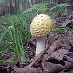 Cute mini-mushroom with a yellow cap.