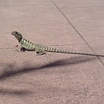 Small lizard on the zoo sidewalk.