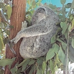 Koala curled up in a tree, napping.