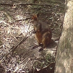 Another wallaby