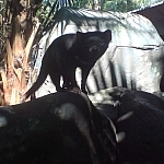 Baby tasmanian devil staring right at me.
