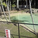 Hard to remember whether this is a crocodile or an alligator submerged in the pool...