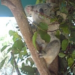 Koala looking straight at me seems to say hello.