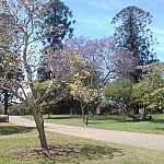 Colourful flowering trees at the City Botanic Gardens.