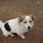 Areongi, a small white dog with brown ears and a large black patch on its side.