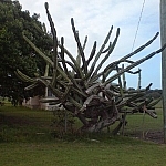 Cactus-like tree.