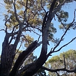 Medium-sized lizard spotted climbing a tree at Noosa National Park.
