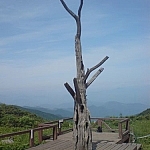 A dead tree in the centre of a viewing platform at Sobaeksan National Park.