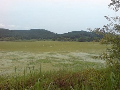 White birds flying over part of Upo Marsh.