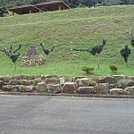 Small trees sculpted in the shape of dinosaurs seen at Yeonhwasan Provincial Park.