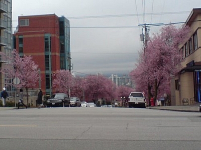 Cherry trees in full bloom line both sides of a Vancouver street.