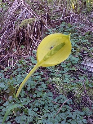 Skunk cabbage