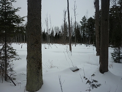 Wetland blanketed in snow.