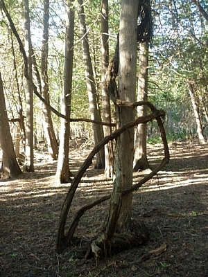 Just one of many strange trees seen while hiking at Pretty River Valley Provincial Park.