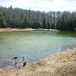 The dogs taking a well deserved swim at Pretty River Valley Park.