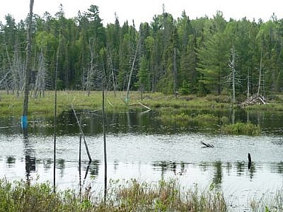 Blue plastic covers the base of some trees in a marsh.