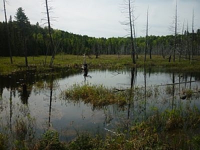 A marsh in the White Bear Forest.