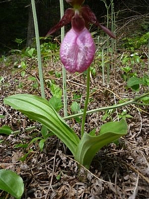 Lady slipper seen on the White Bear Forest Trails in Temagami.
