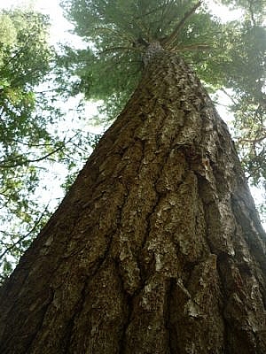 A tall pine tree reaching for the sky along the White Bear Forest Trails.