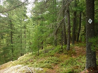 Following one of the White Bear Forest Trails in Temagami.