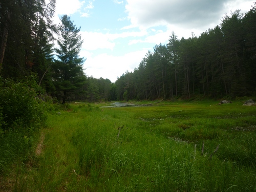 Wetland seen on the Grand Campment Bay Trail.