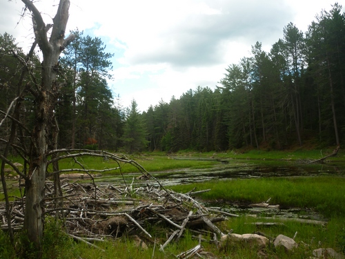 A beaver structure along the Grand Campment Bay Trail.