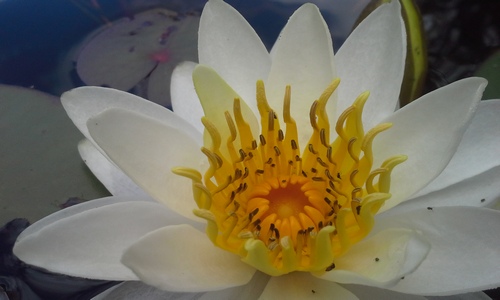 Waterlily along the OTHT, by Marc Desrochers.