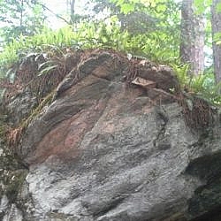 Ferns growing atop an erratic boulder along the Ottawa-Temiskaming Highland Trail.