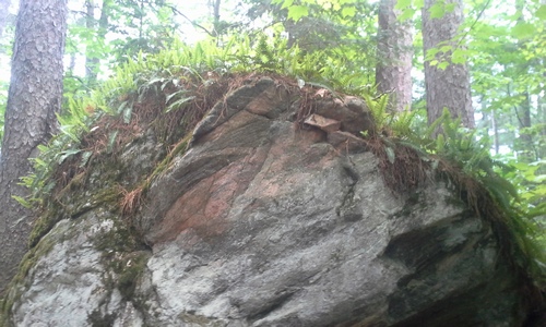 Ferns growing atop an erratic boulder along the Ottawa-Temiskaming Highland Trail.