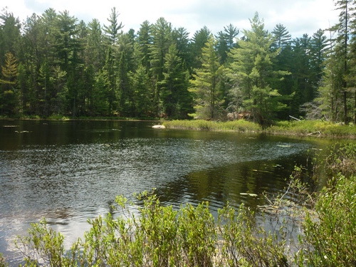 Wetland scenery from the OTHT's Inland Hight Trail.