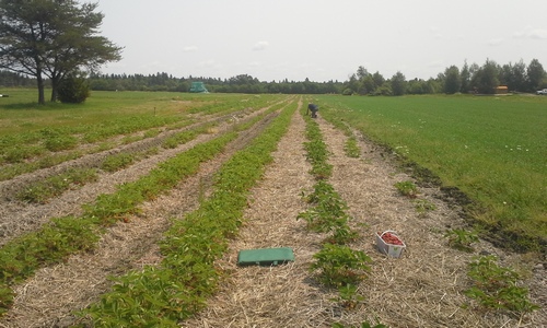 Picking strawberries at Ruby Berry Farm.