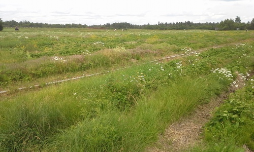 Strawberry fields at Ruby Berry Farm.