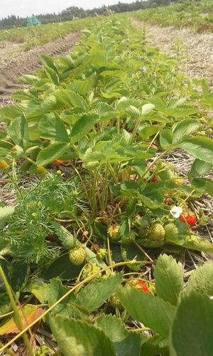 Row of strawberries at Ruby Berry Farm.