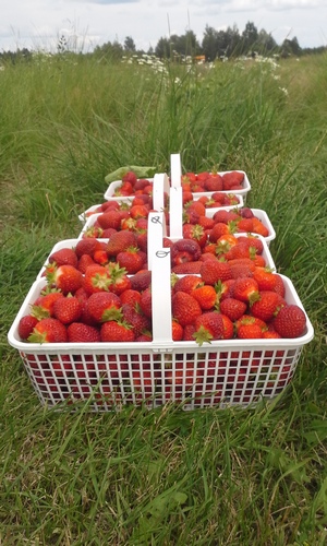 Baskets of strawberries picked at Ruby Berry Farm.