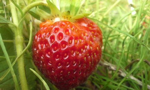 Ruby Berry Farm strawberry close-up.
