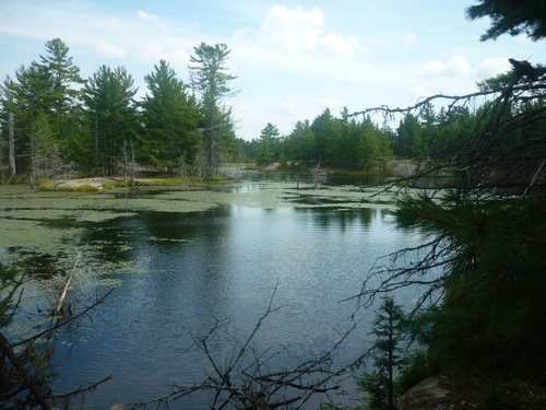 Wetland seen while walking on the Barbotte Trail in French River.