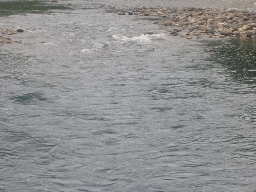A flock of ducks swimming frantically across a small, narrow rapid on the Agawa River.