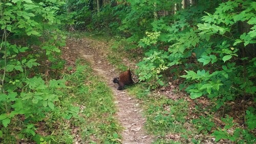 Porucpine crossing the trail at Frontenac Park.