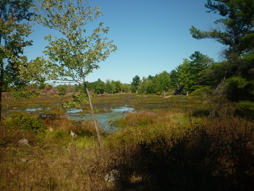 Wetland seen while hiking at Frontenac Provincial Park.