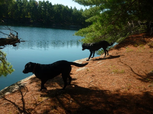 Our dogs looking for a way into the lake.