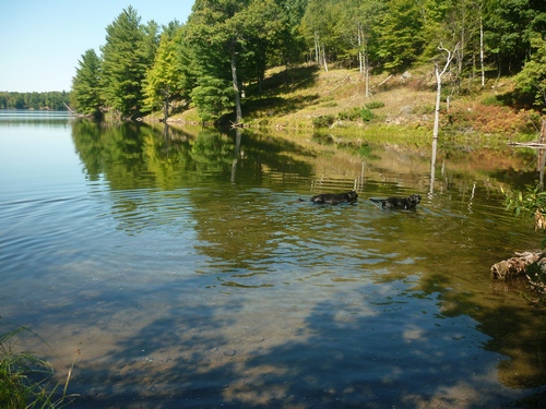 The dogs swimming at Frontenac Park.