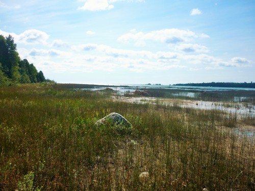 Wetland at the Misery Bay head.